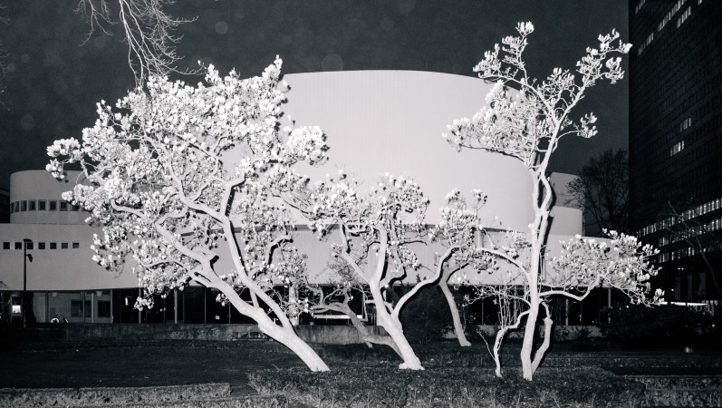 Schauspielhaus und Magnolie 1, Düsseldorf City